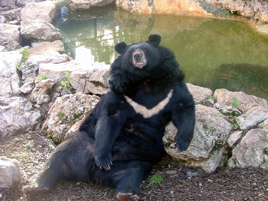 Ours &agrave; collier